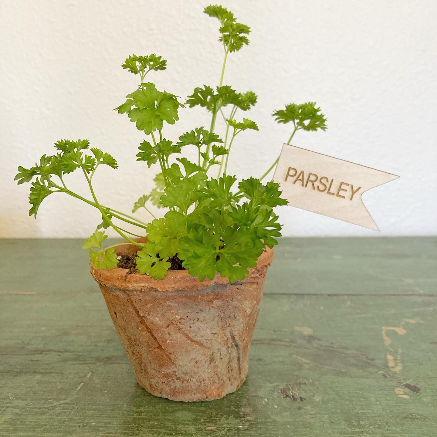 parsley plant care