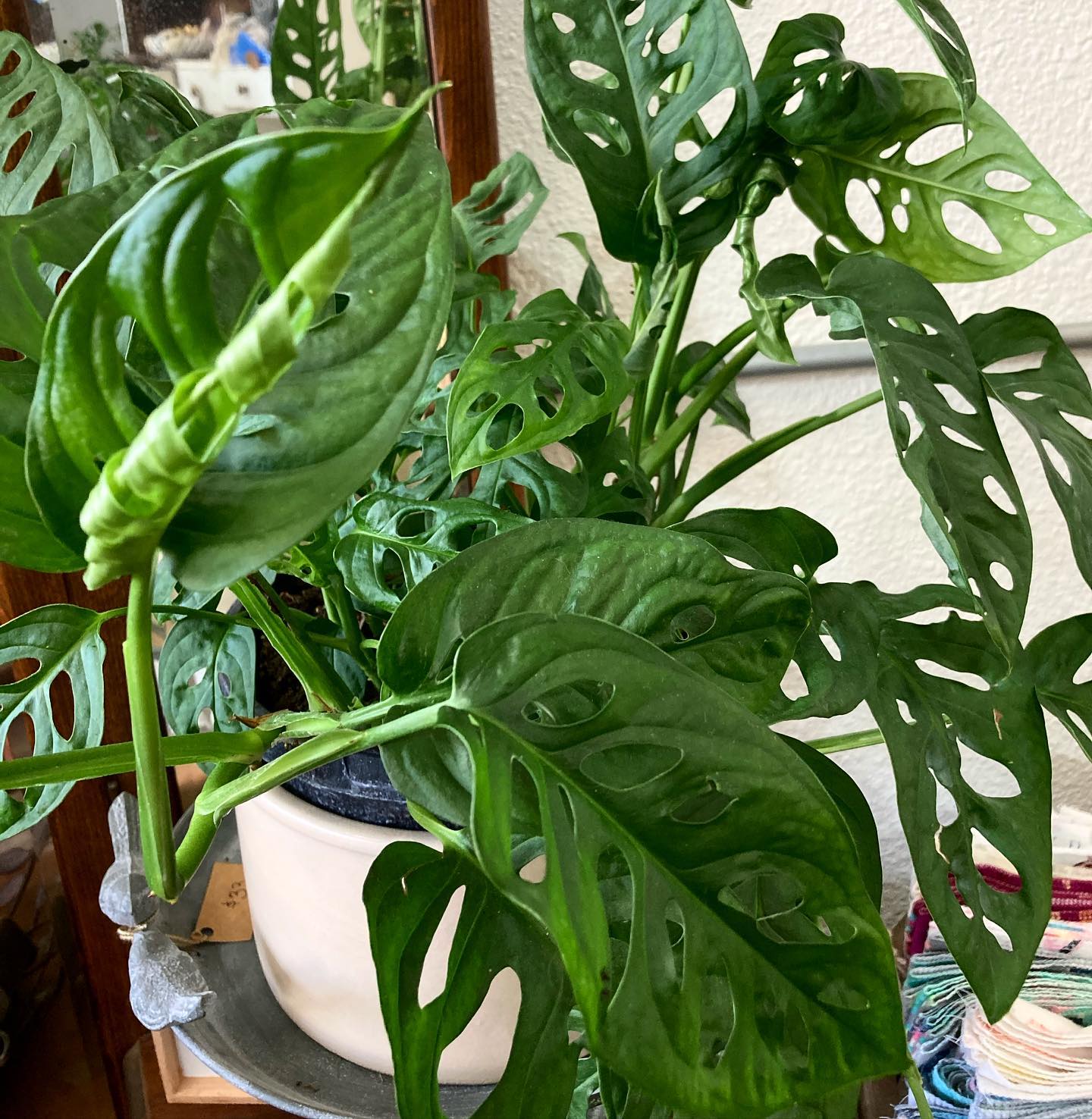 swiss cheese philodendron plant care